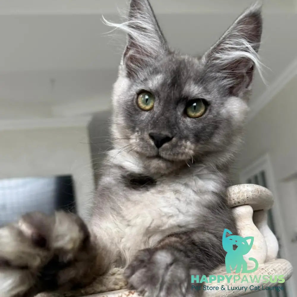 Kupidon Maine Coon male black silver with white - live animals