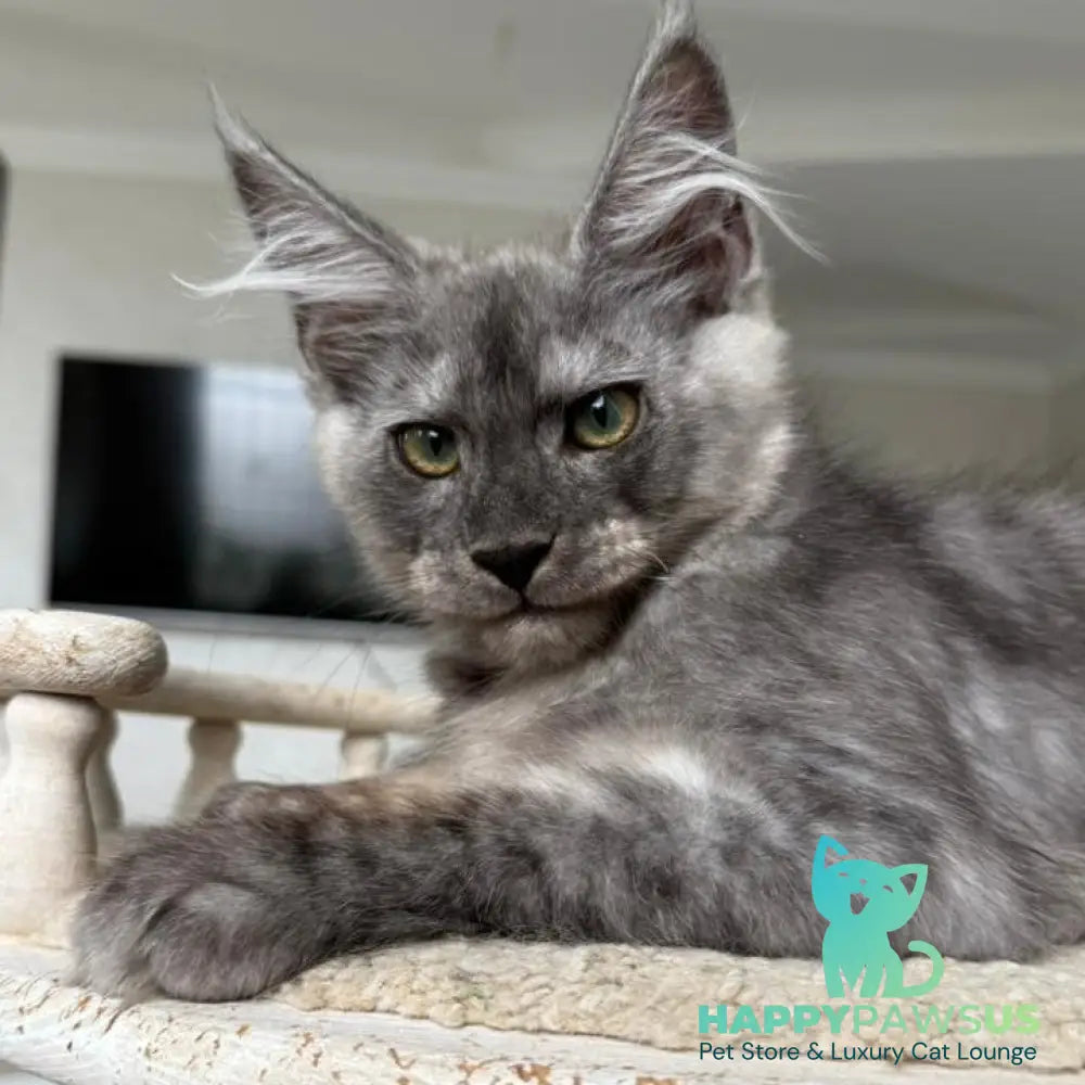 Kupidon Maine Coon male black silver with white - live animals