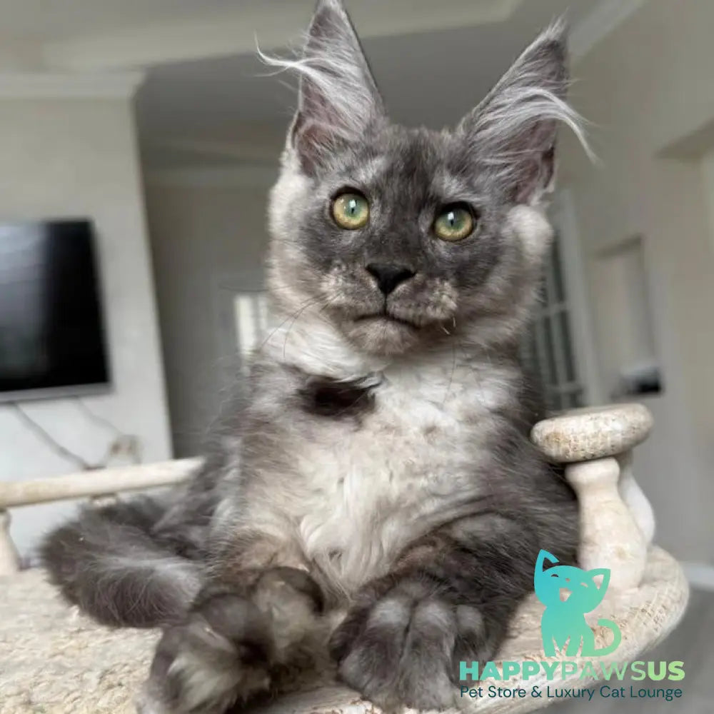 Kupidon Maine Coon male black silver with white - live animals