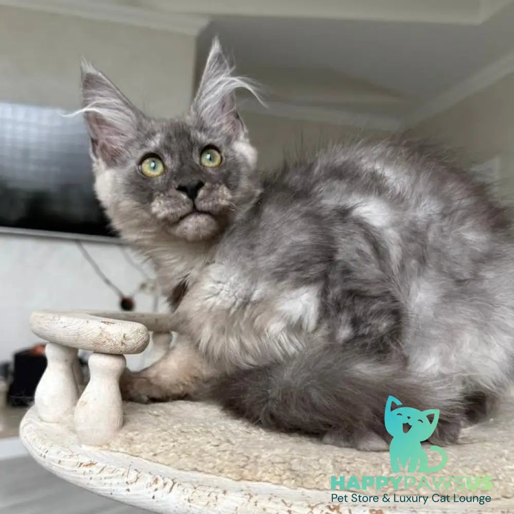 Kupidon Maine Coon male black silver with white - live animals