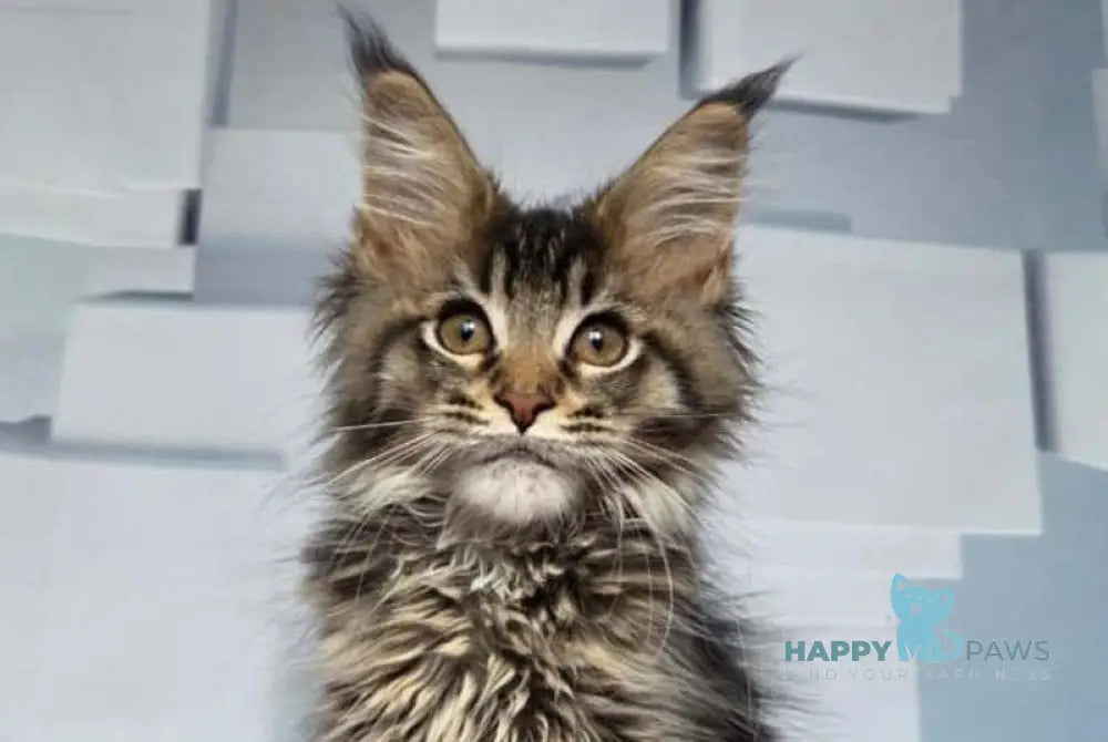 Kupidon Maine Coon male black ticked tabby live animals