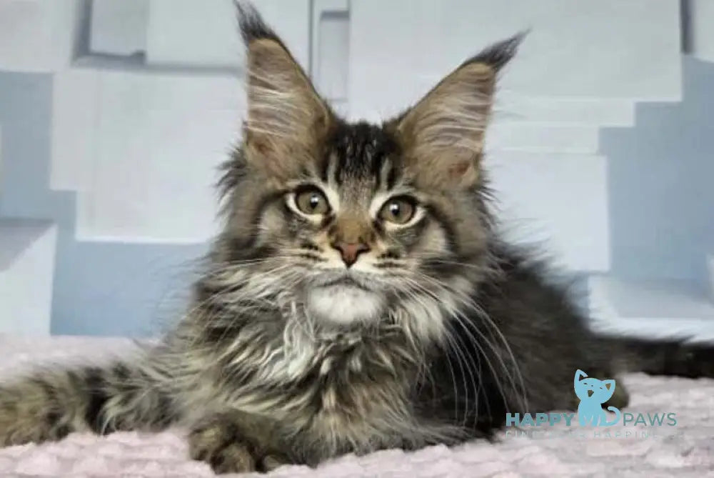 Kupidon Maine Coon male black ticked tabby live animals