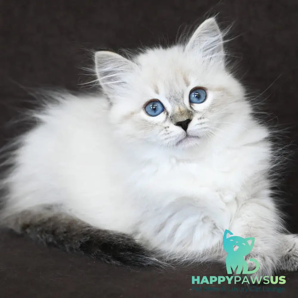 Kurt Siberian male seal tabby pointed - live animals