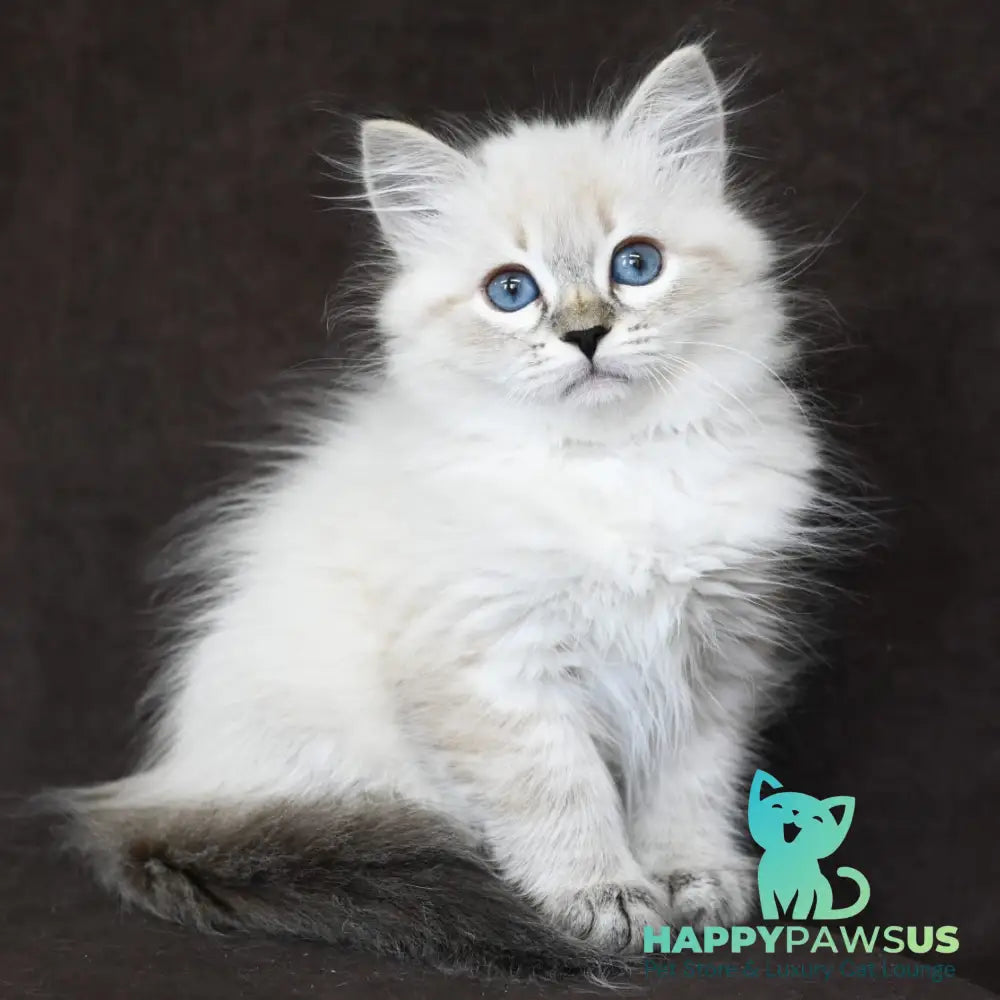 Kurt Siberian male seal tabby pointed - live animals