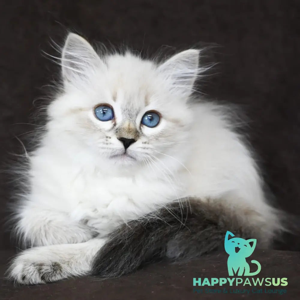 Kurt Siberian male seal tabby pointed - live animals