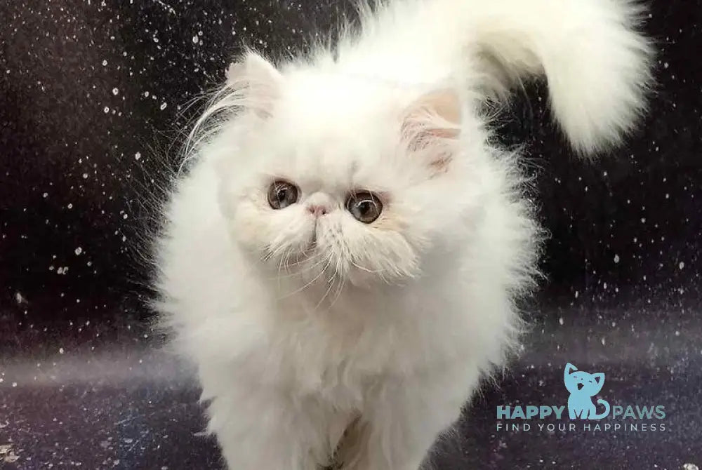 Kuzma Persian male white live animals