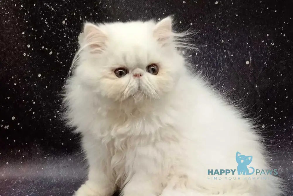 Kuzma Persian male white live animals