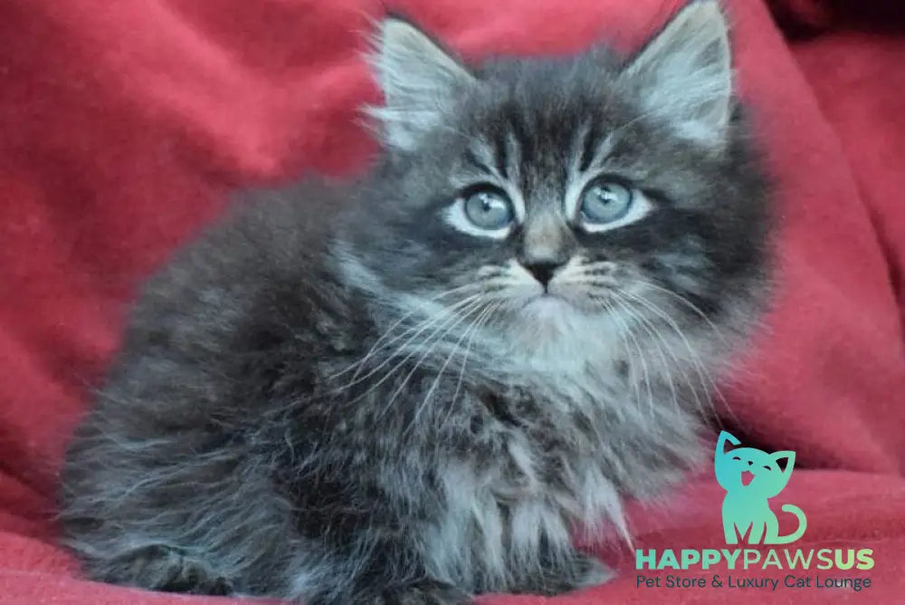 Kuzma Siberian male black spotted tabby - live animals