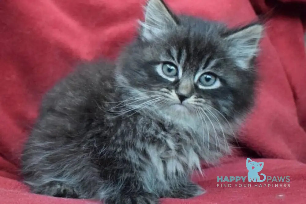 Kuzma Siberian male black spotted tabby - live animals