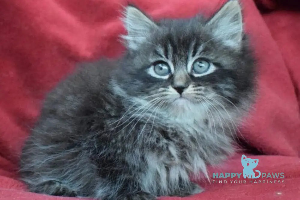 Kuzma Siberian male black spotted tabby - live animals