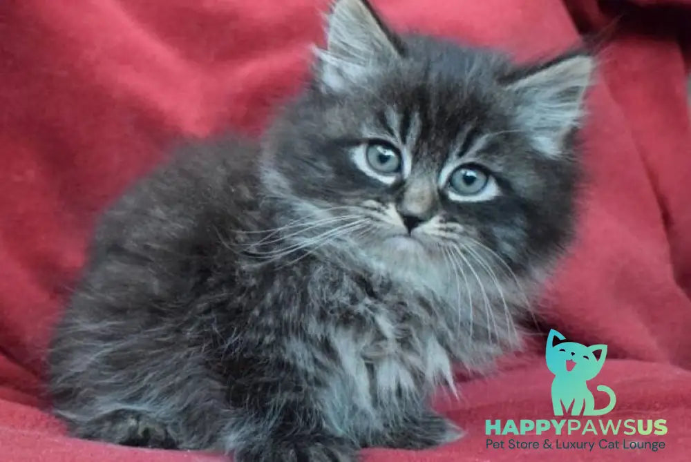 Kuzma Siberian male black spotted tabby - live animals