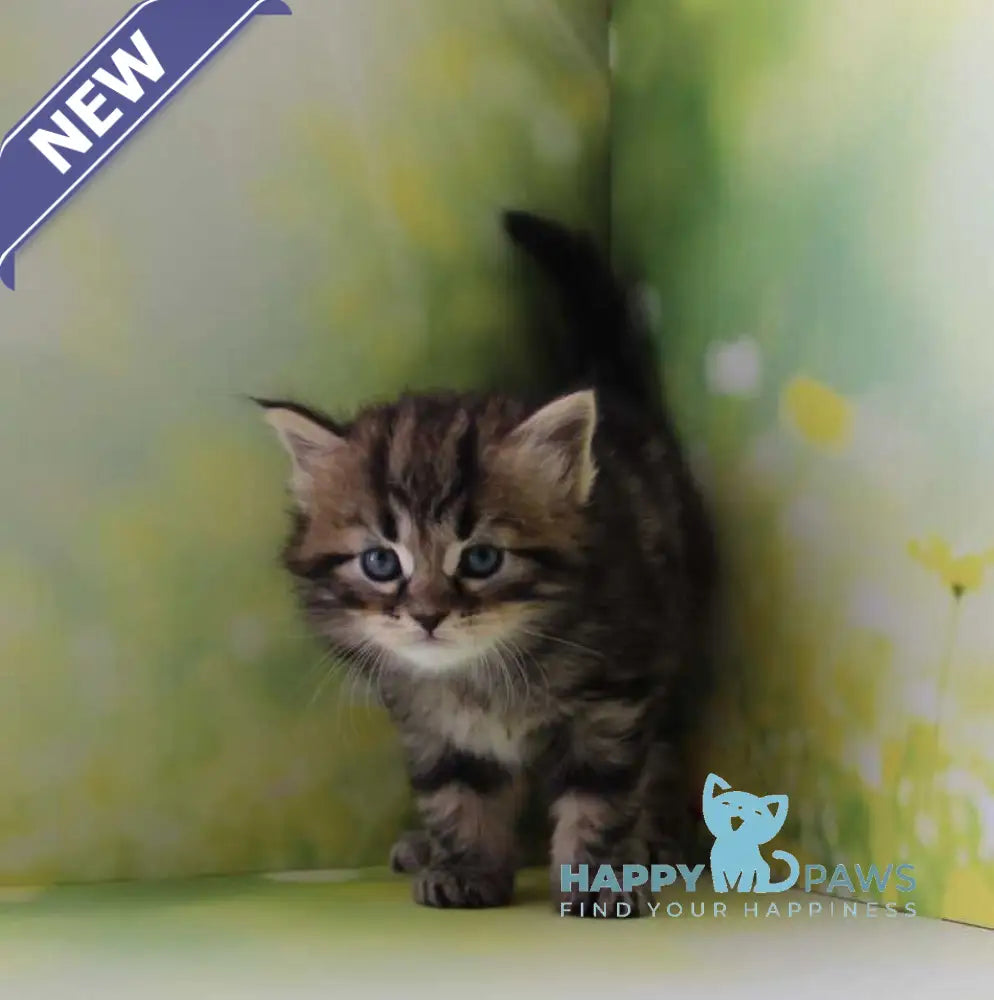 Kuzma Siberian male black tabby - live animals