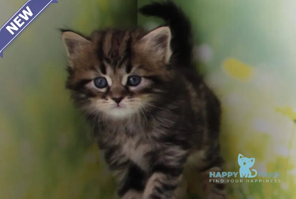 Kuzma Siberian male black tabby - live animals