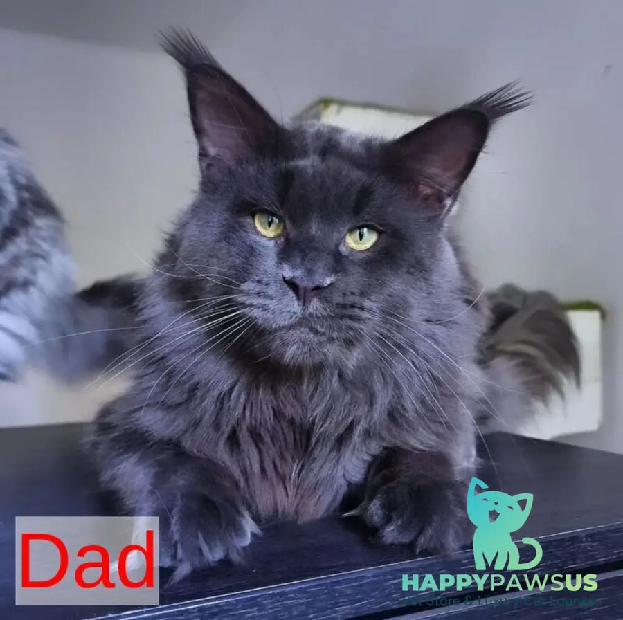 Kvest Maine Coon male red silver ticked tabby - live animals