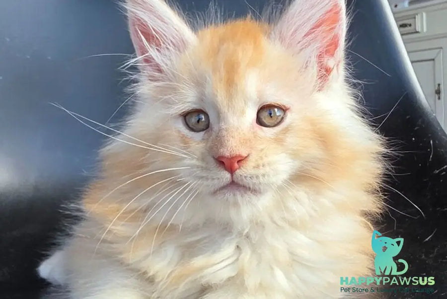 Kvest Maine Coon male red silver ticked tabby - live animals
