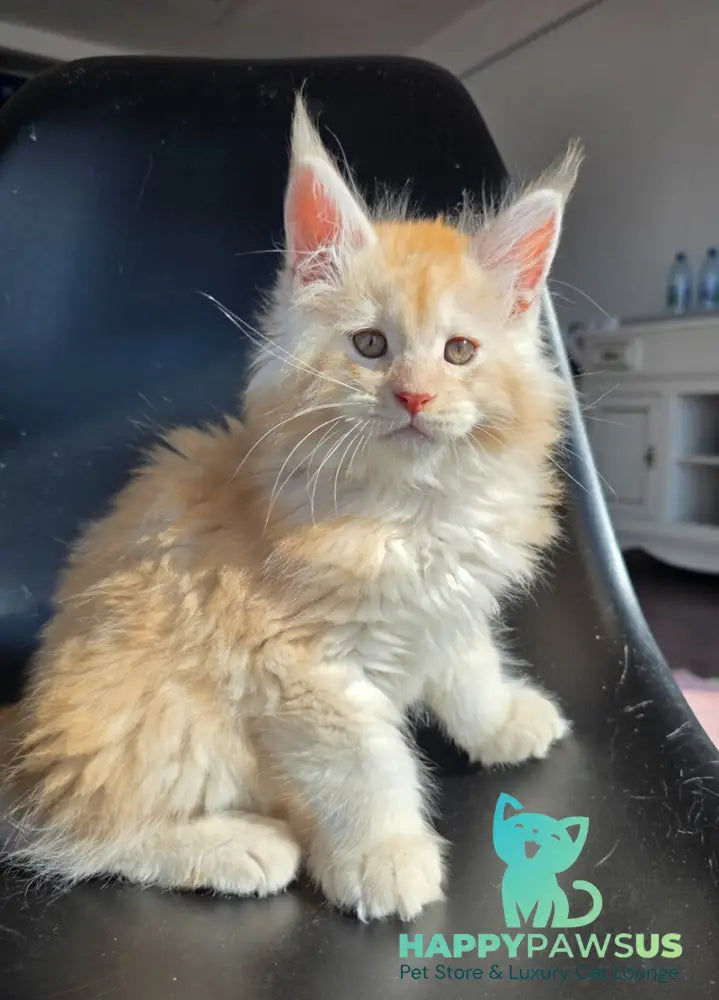 Kvest Maine Coon male red silver ticked tabby - live animals