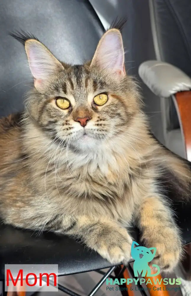 Kvest Maine Coon male red silver ticked tabby - live animals