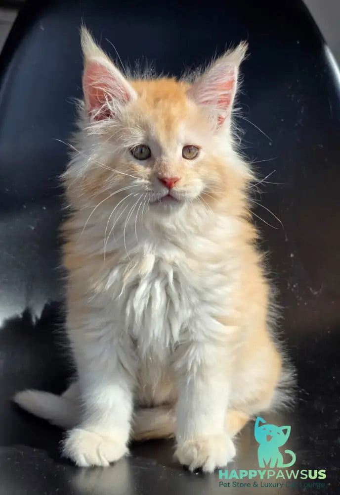 Kvest Maine Coon male red silver ticked tabby - live animals