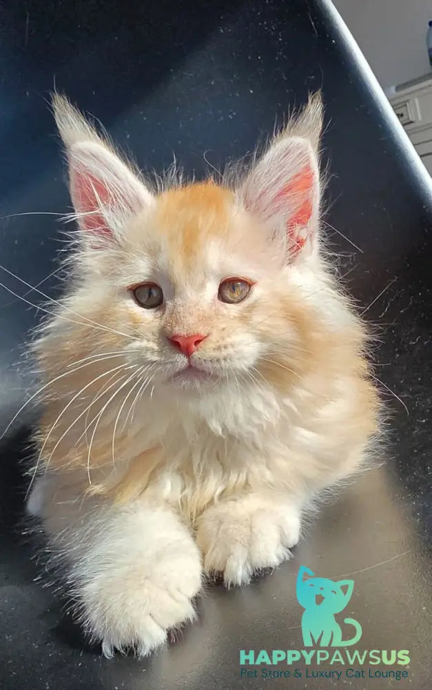 Kvest Maine Coon male red silver ticked tabby - live animals