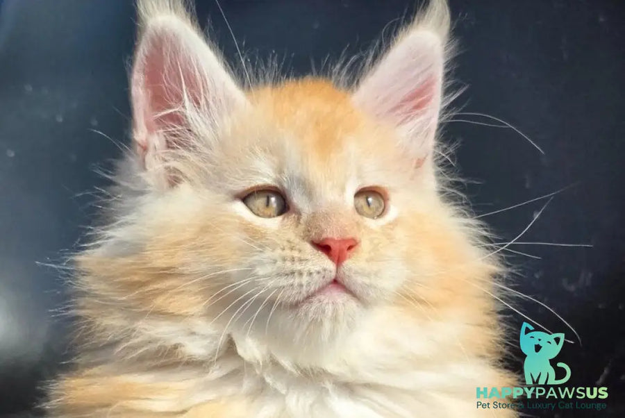 Kvest Maine Coon male red silver ticked tabby - live animals