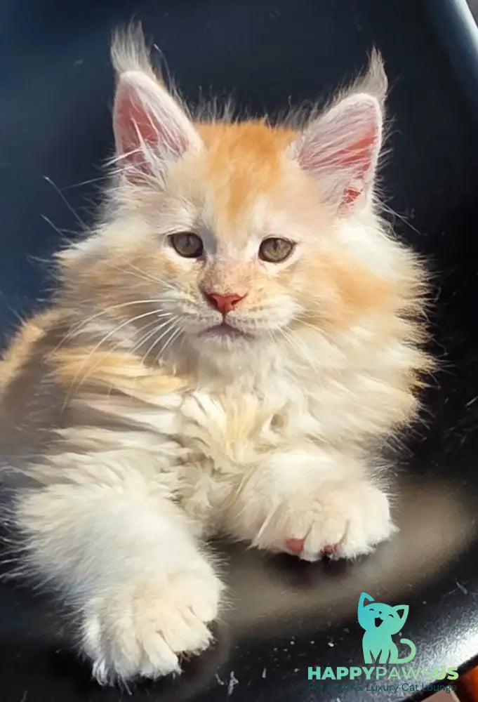 Kvest Maine Coon male red silver ticked tabby - live animals