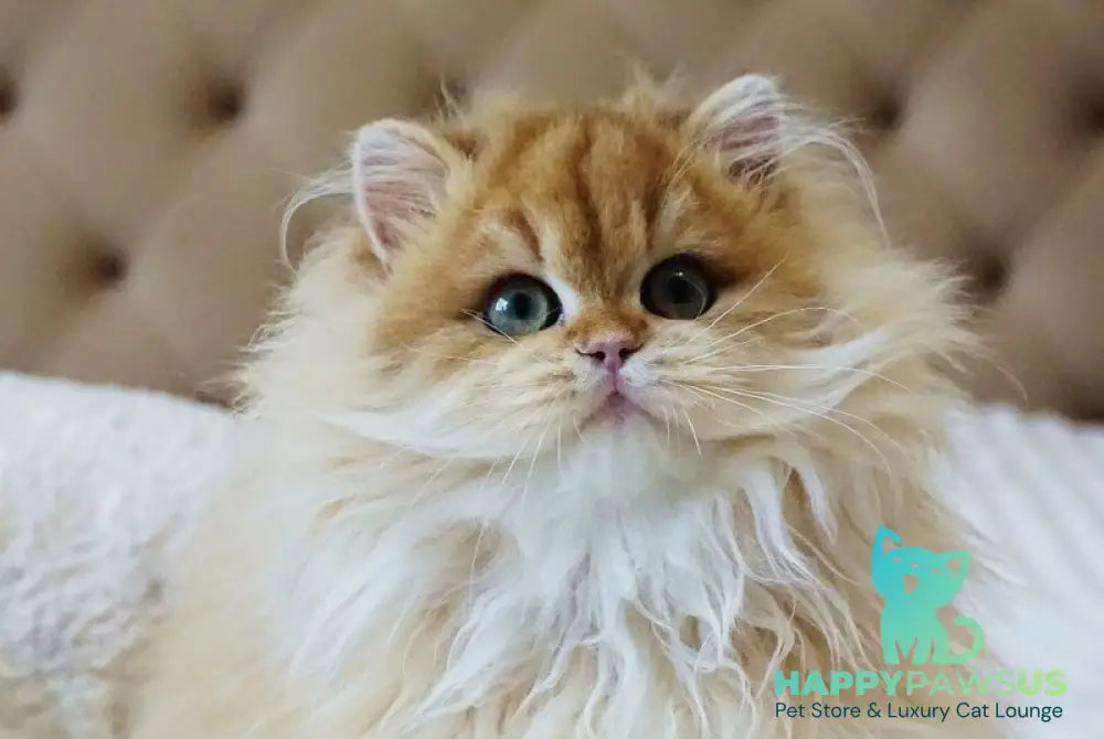 Kvin British Longhair male black golden shaded live animals