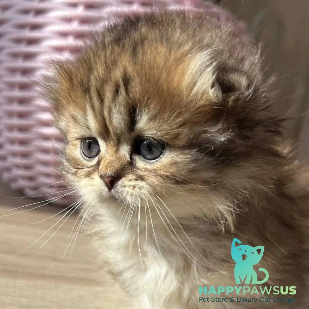 Kykla Munchkin female black tabby - live animals