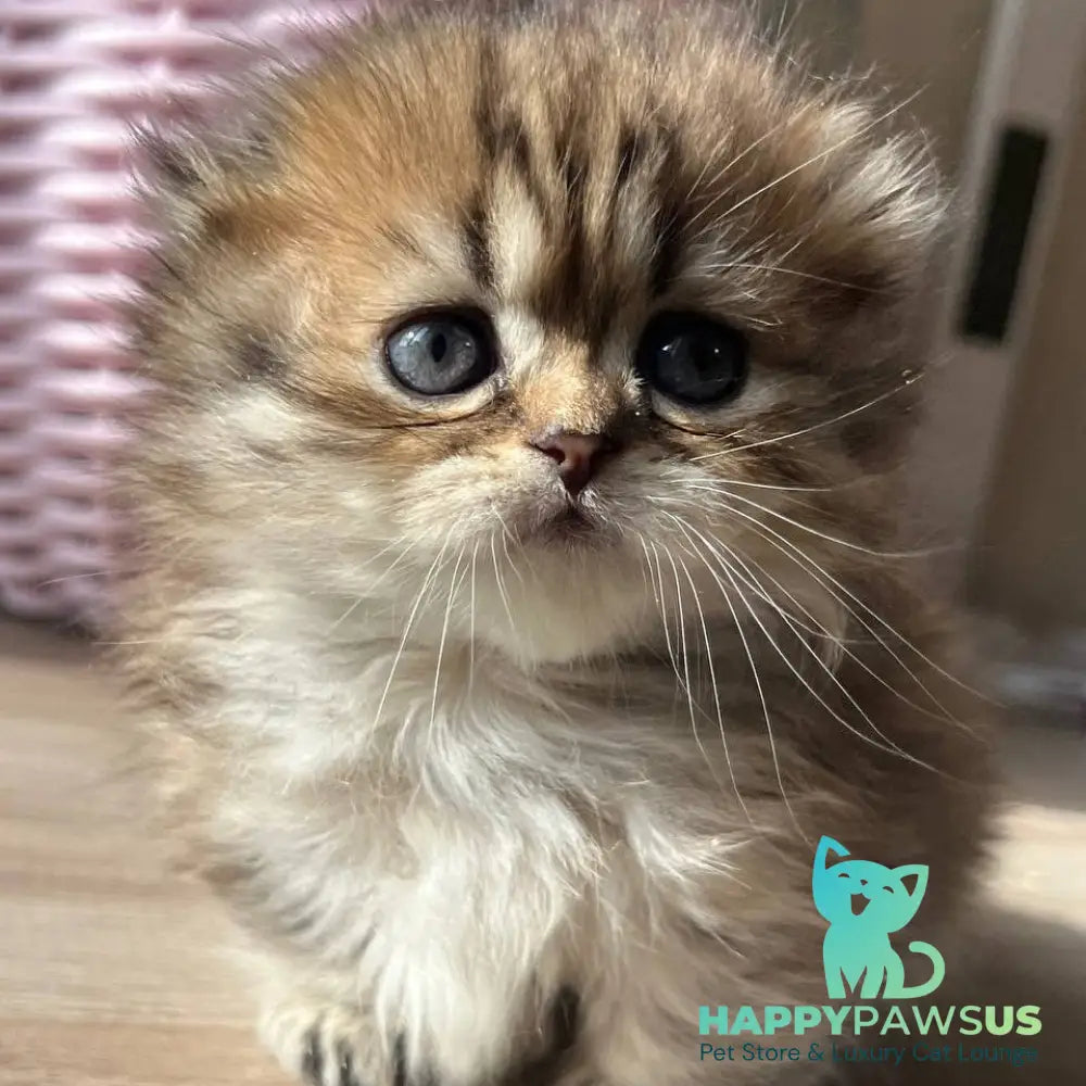 Kykla Munchkin female black tabby - live animals