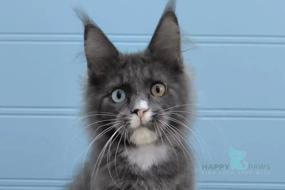 Kyle Maine Coon male blue silver with white live animals