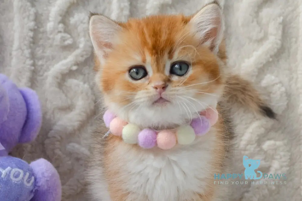 Kylie British Shorthair female black golden shaded live animals