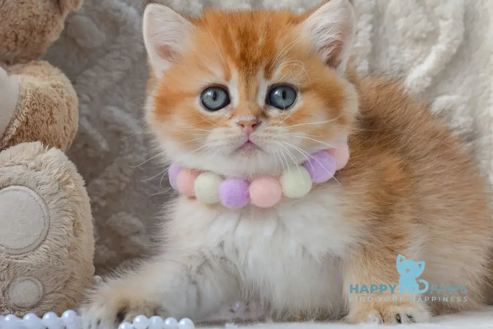 Kylie British Shorthair female black golden shaded live animals