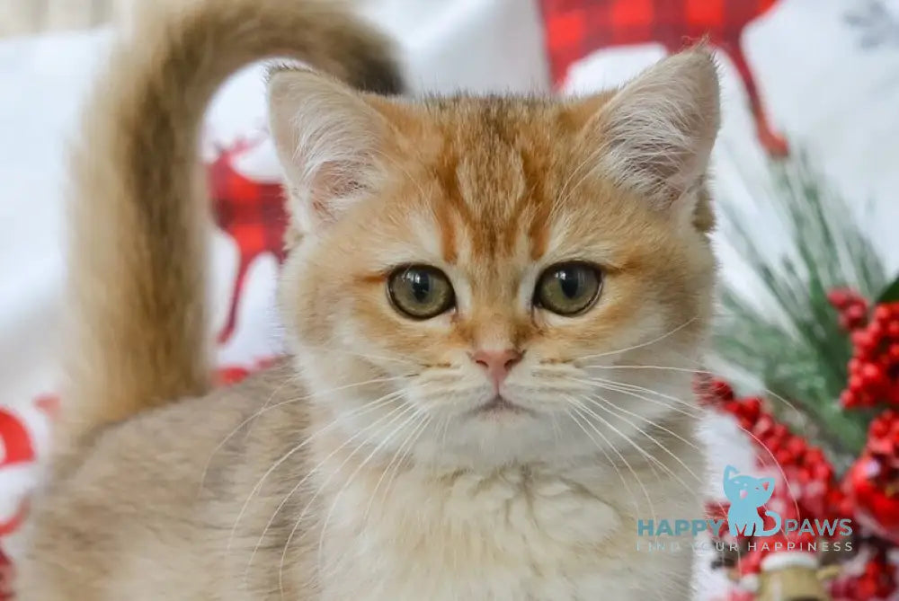 Kylie British Shorthair female black golden shaded live animals