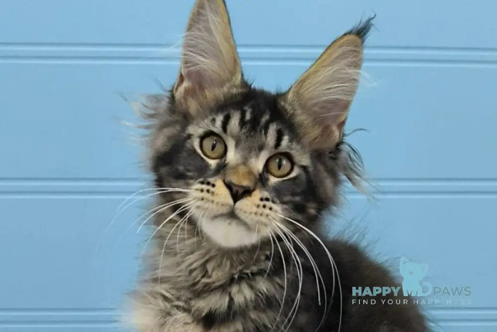 Kyron Maine Coon male black tabby live animals
