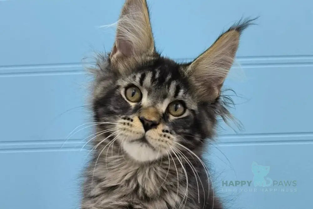 Kyron Maine Coon male black tabby live animals