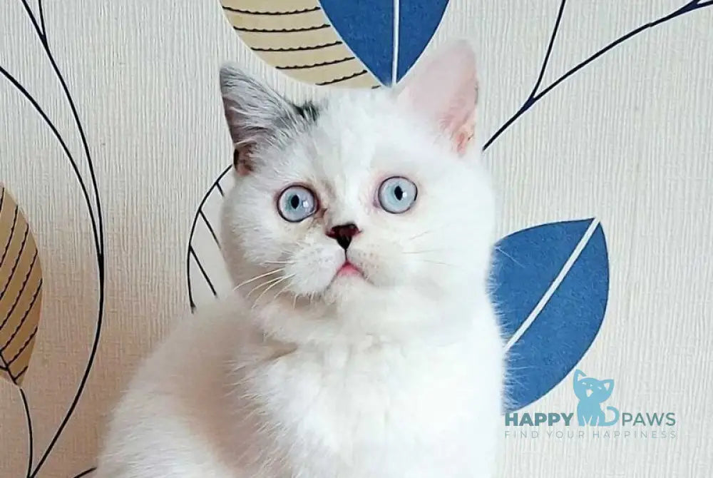 La Perla Scottish Straight female black van live animals