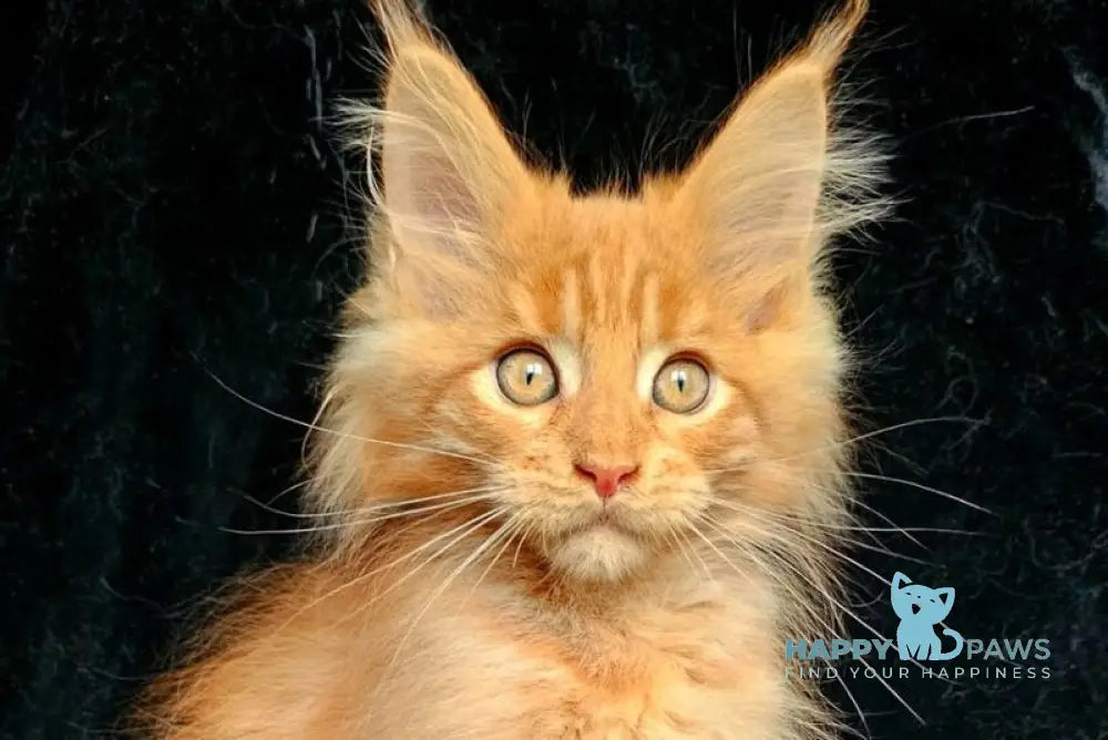 Lacky Maine Coon male red live animals