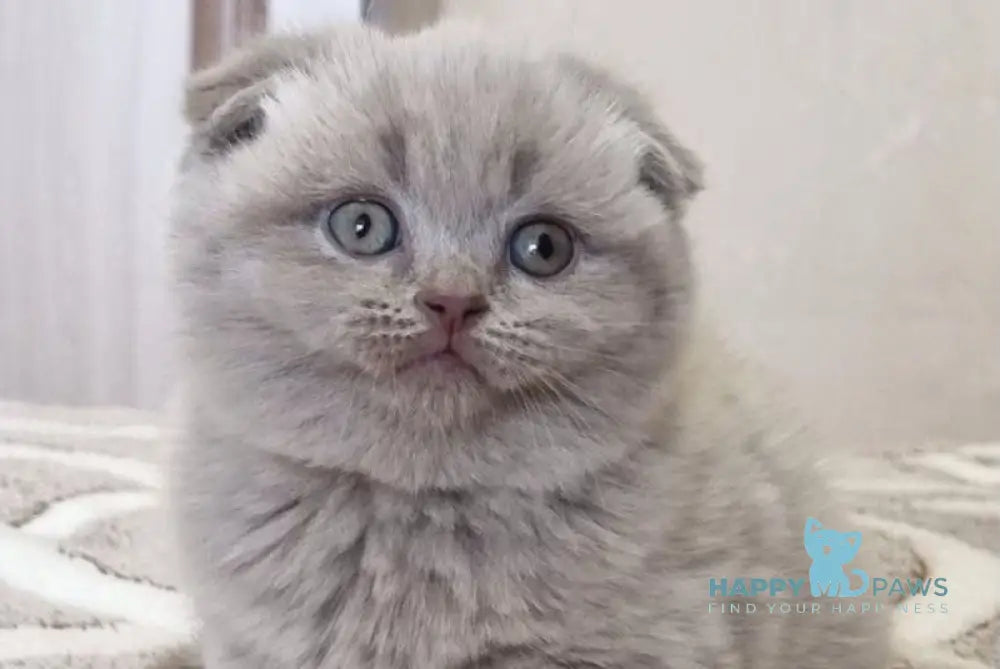 Lada Scottish Fold female lilac live animals