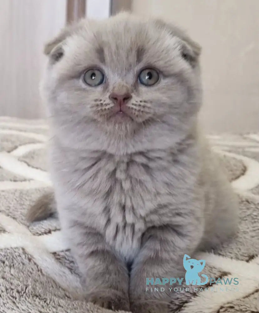 Lada Scottish Fold female lilac live animals