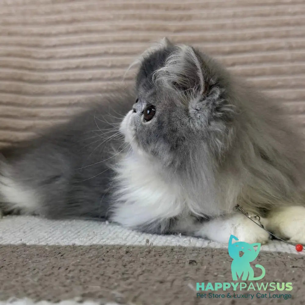 Lady Blue Persian female blue bicolour spotted tabby - live animals