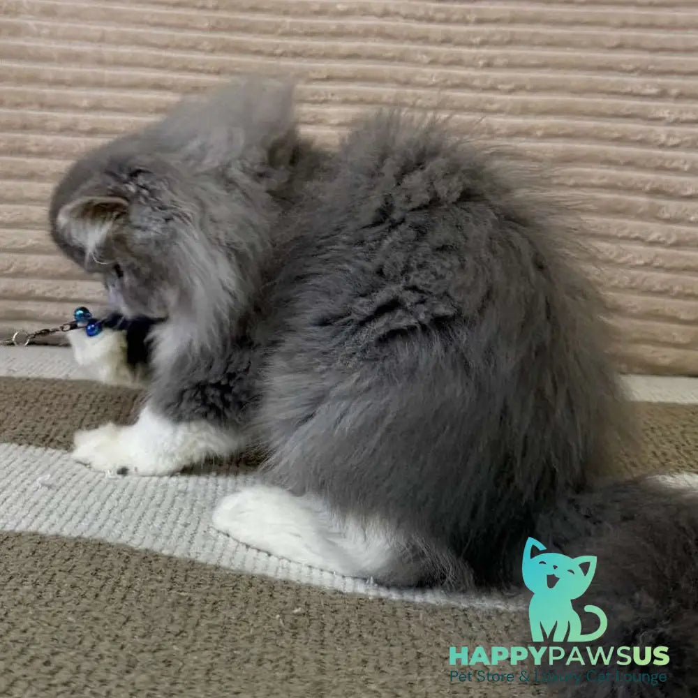 Lady Blue Persian female blue bicolour spotted tabby - live animals
