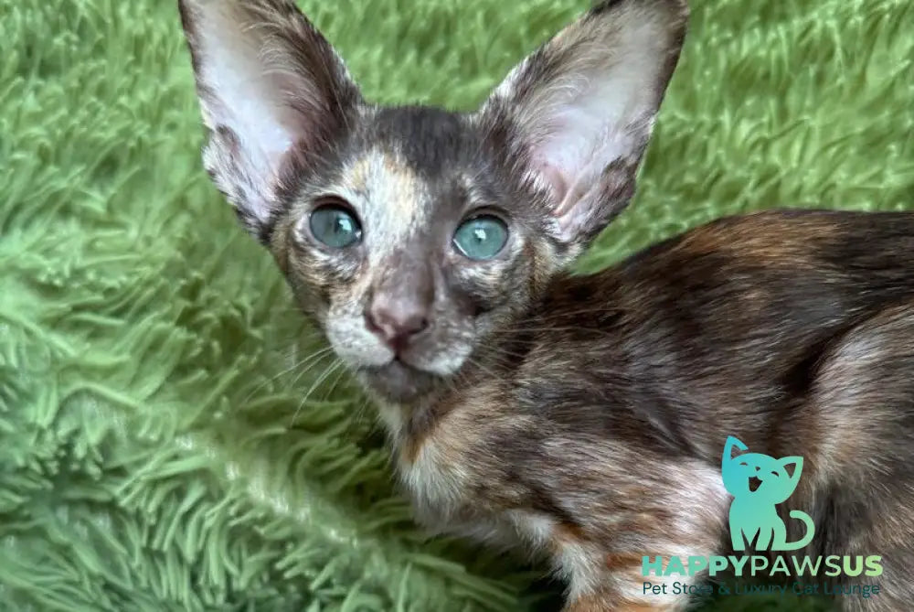 Lady Oriental Shorthair female chocolate tortie - live animals