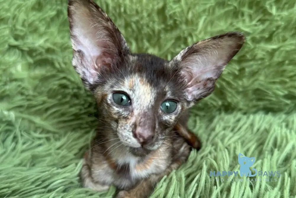 Lady Oriental Shorthair female chocolate tortie - live animals