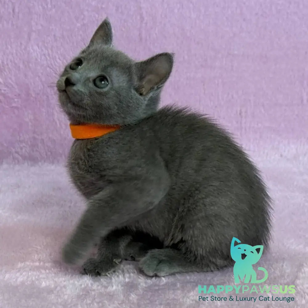 Laffy Russian Blue female blue - live animals