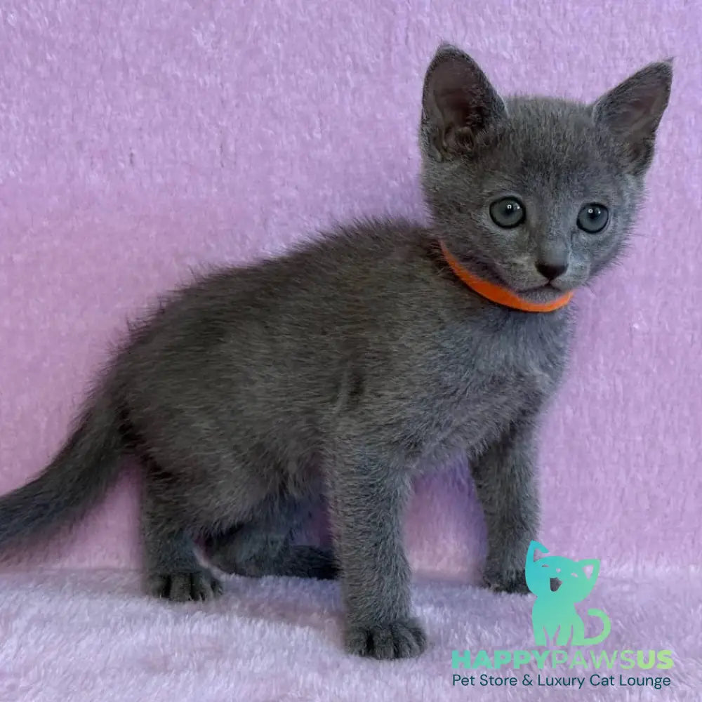 Laffy Russian Blue female blue - live animals