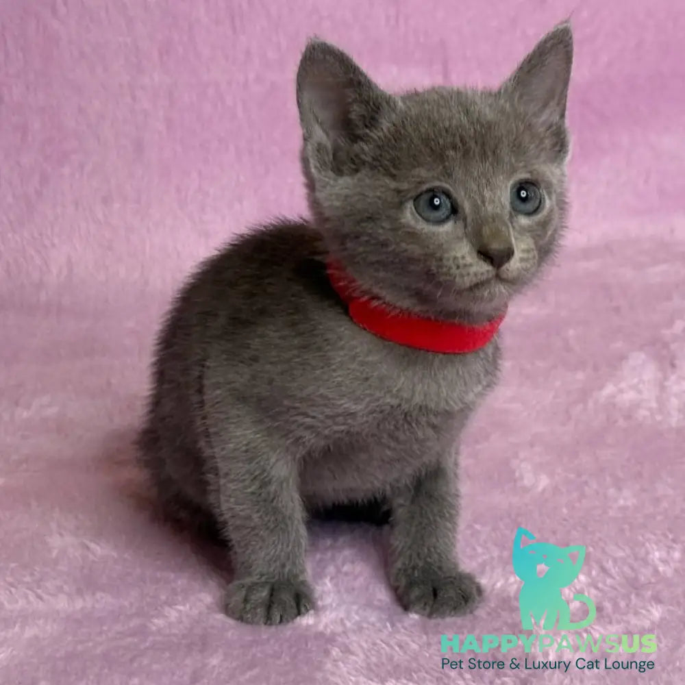 Laid Russian Blue male blue - live animals