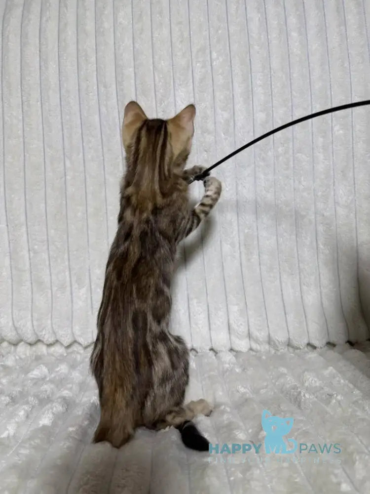 Laila Bengal female black spotted tabby live animals