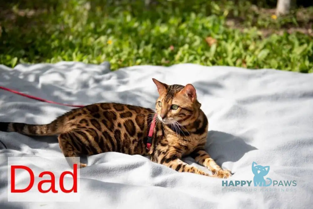 Laila Bengal female black spotted tabby live animals