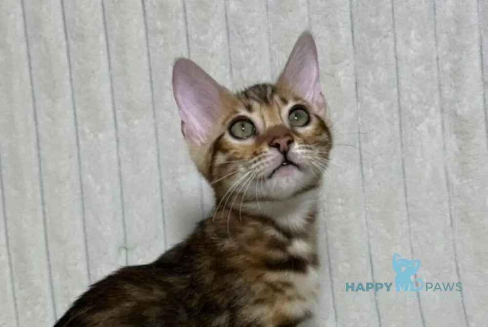 Laila Bengal female black spotted tabby live animals