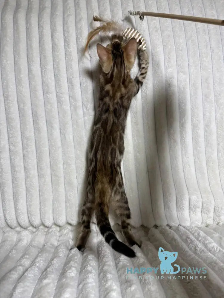 Laila Bengal female black spotted tabby live animals