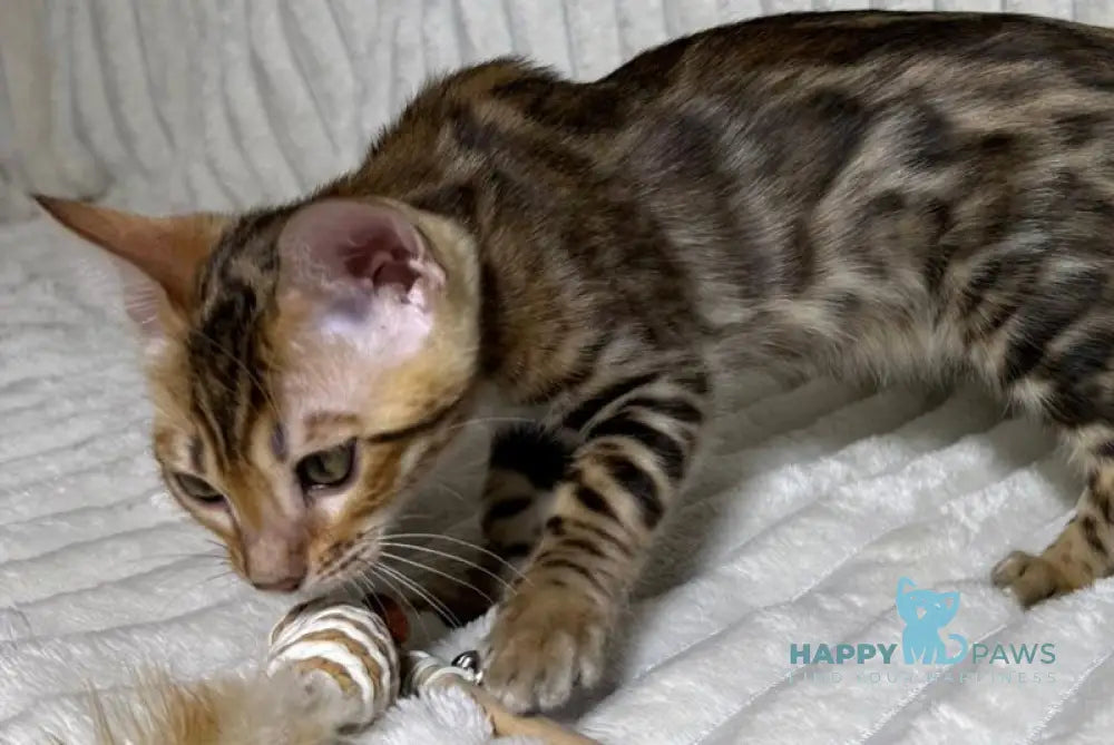 Laila Bengal female black spotted tabby live animals